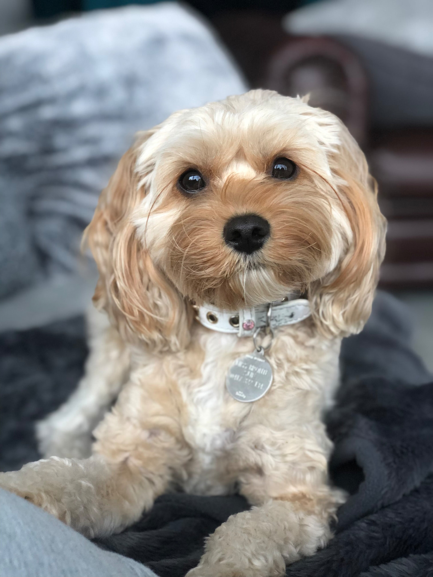 A cream cavoodle sitting neatly on a grey blanket wearing a white collar