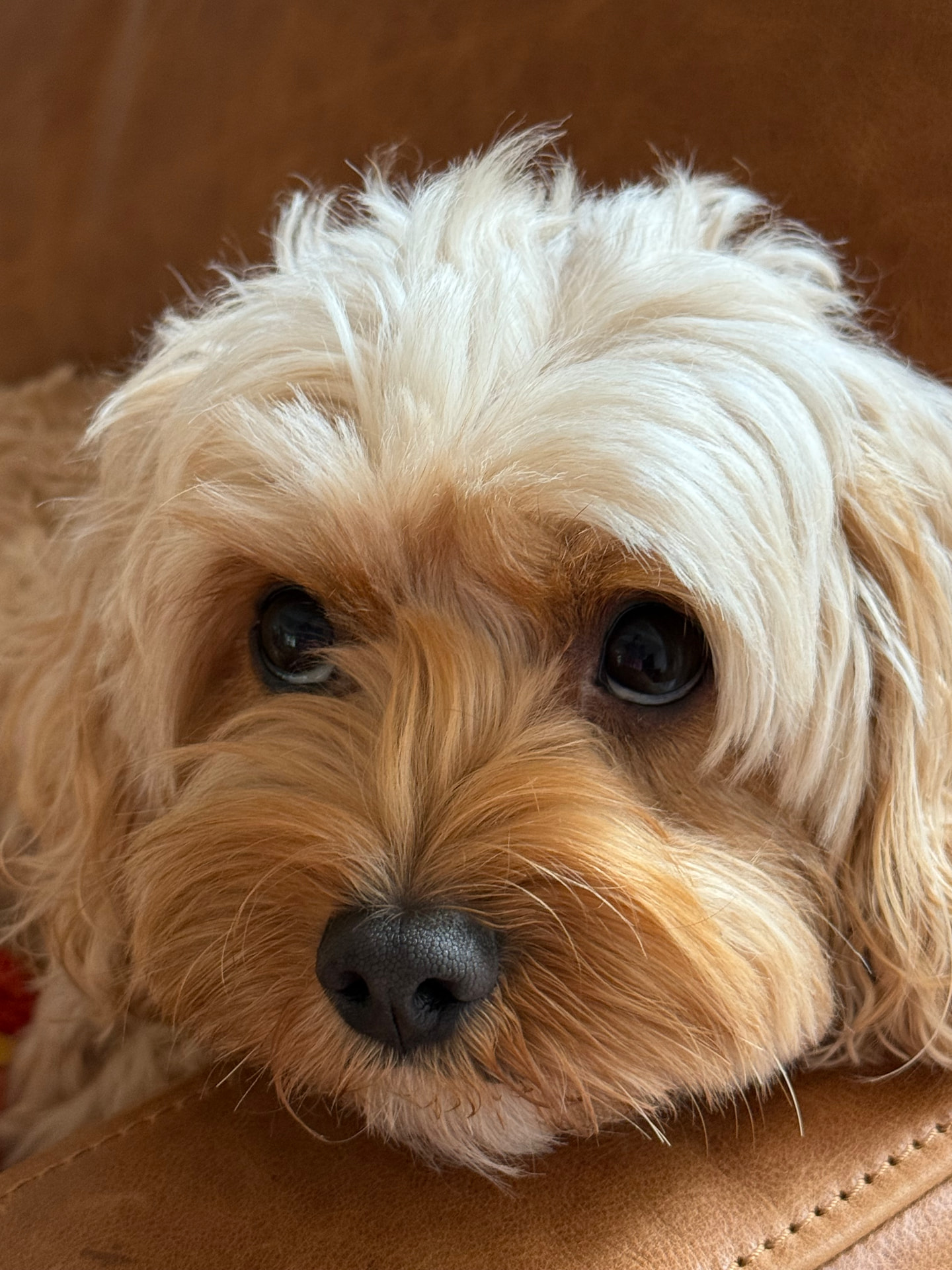 Close-up of an attentive dog resting their chin on a cushion