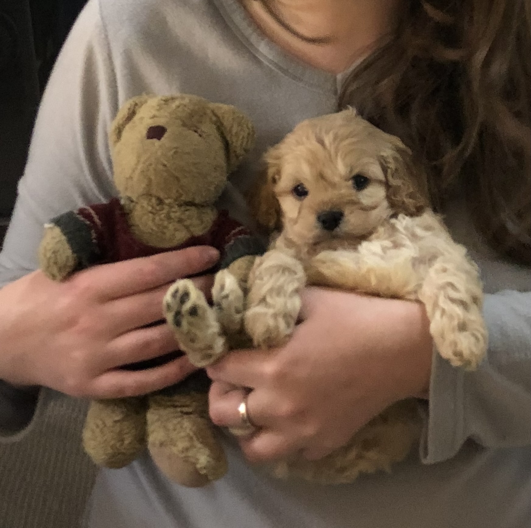 A tiny puppy being held alongside a well-loved teddy bear