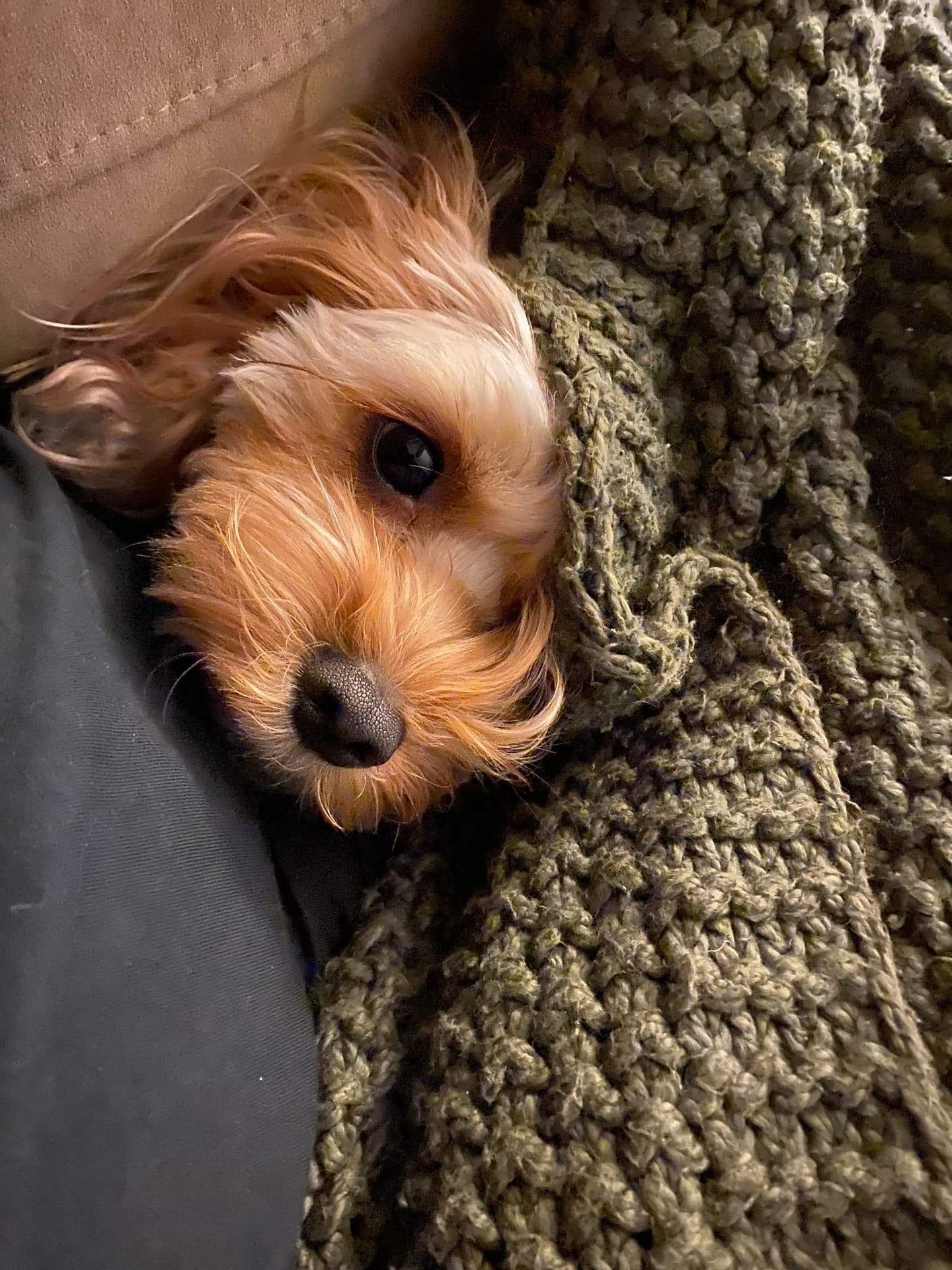 A small apricot dog tucked under a soft olive green knitted blanket