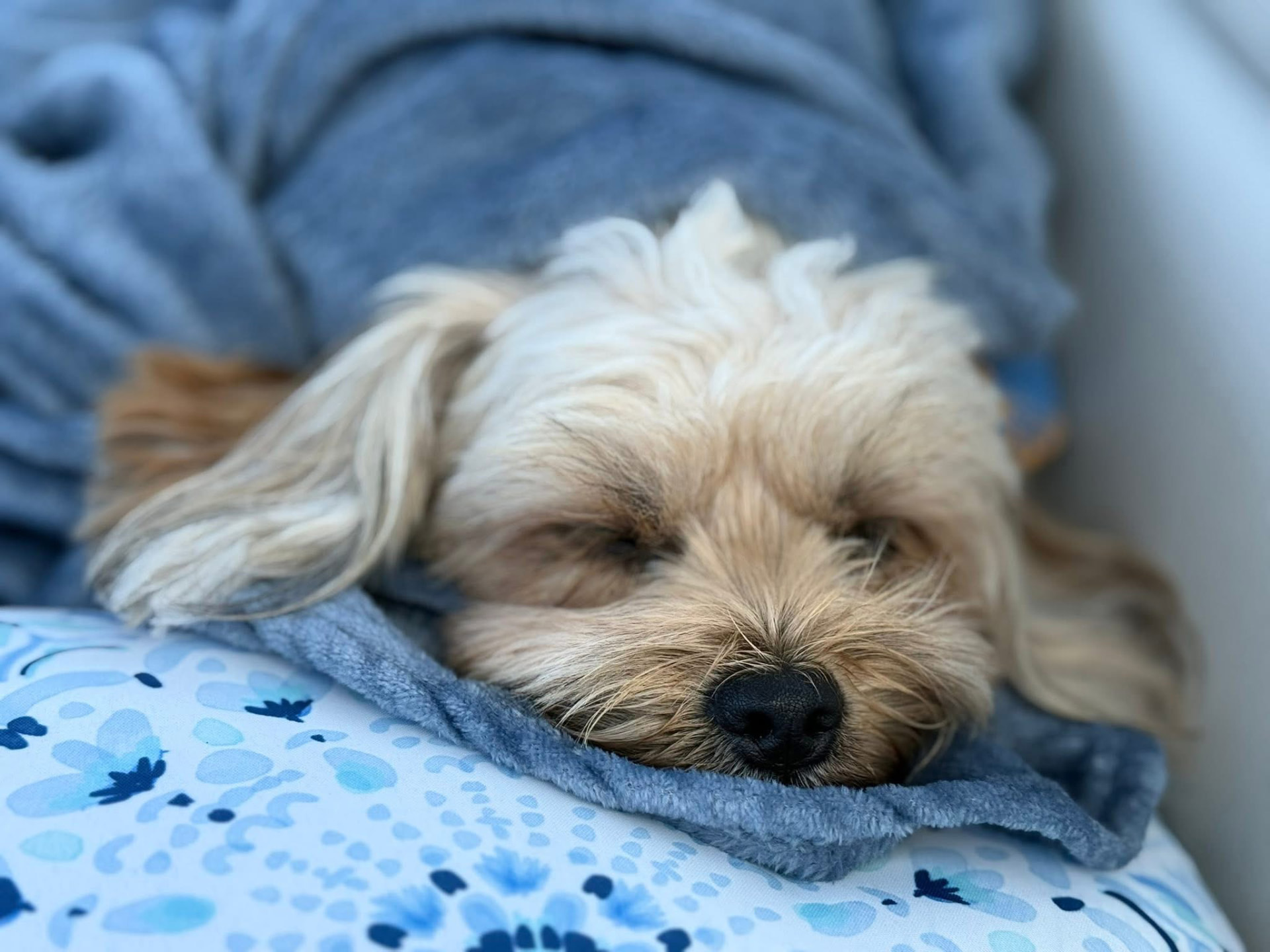A small dog fast asleep on a soft blue blanket