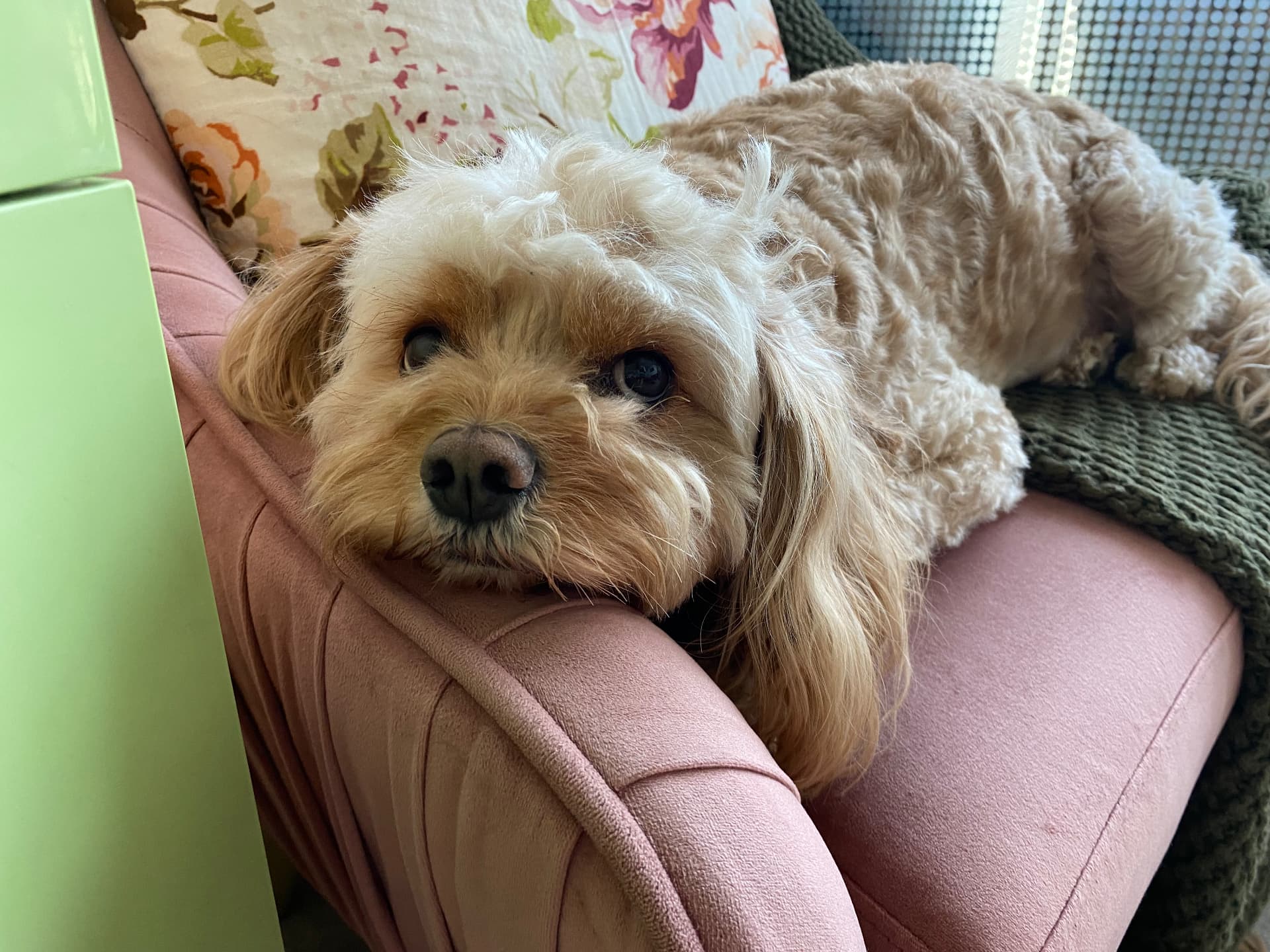 A dog resting its chin on the arm of a pink velvet armchair