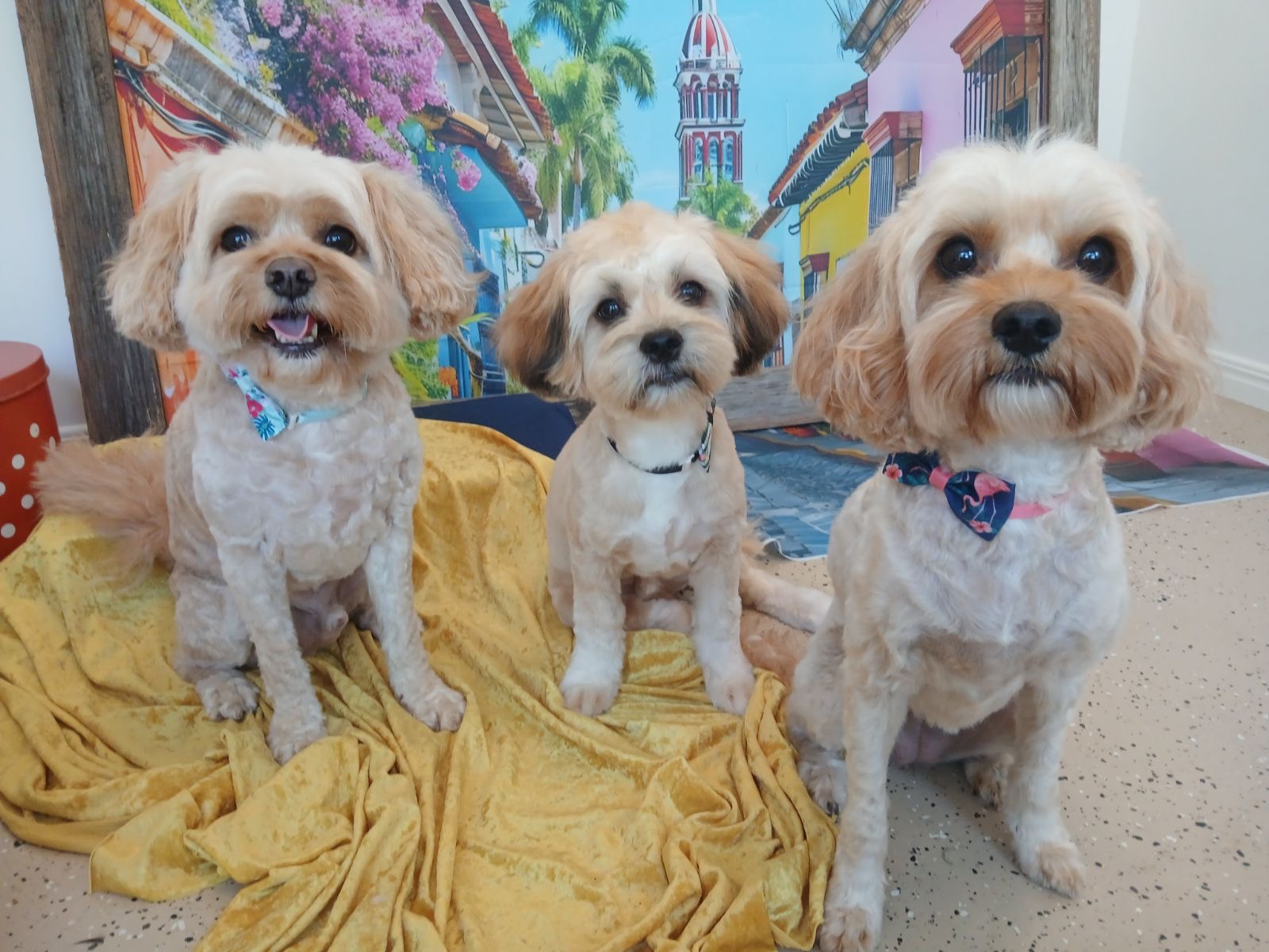 Three much-loved family dogs wearing smart bow ties and bandanas