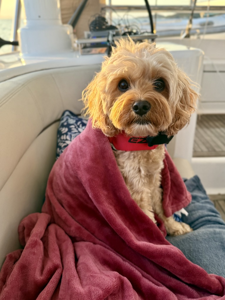A cosy dog wrapped in a soft pink towel on a boat after a swim