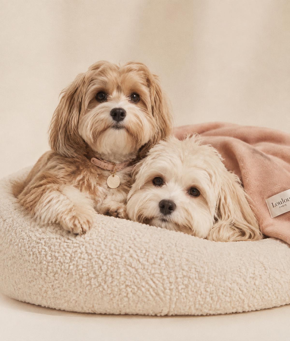 Two small dogs curled together on a cream boucle dog bed