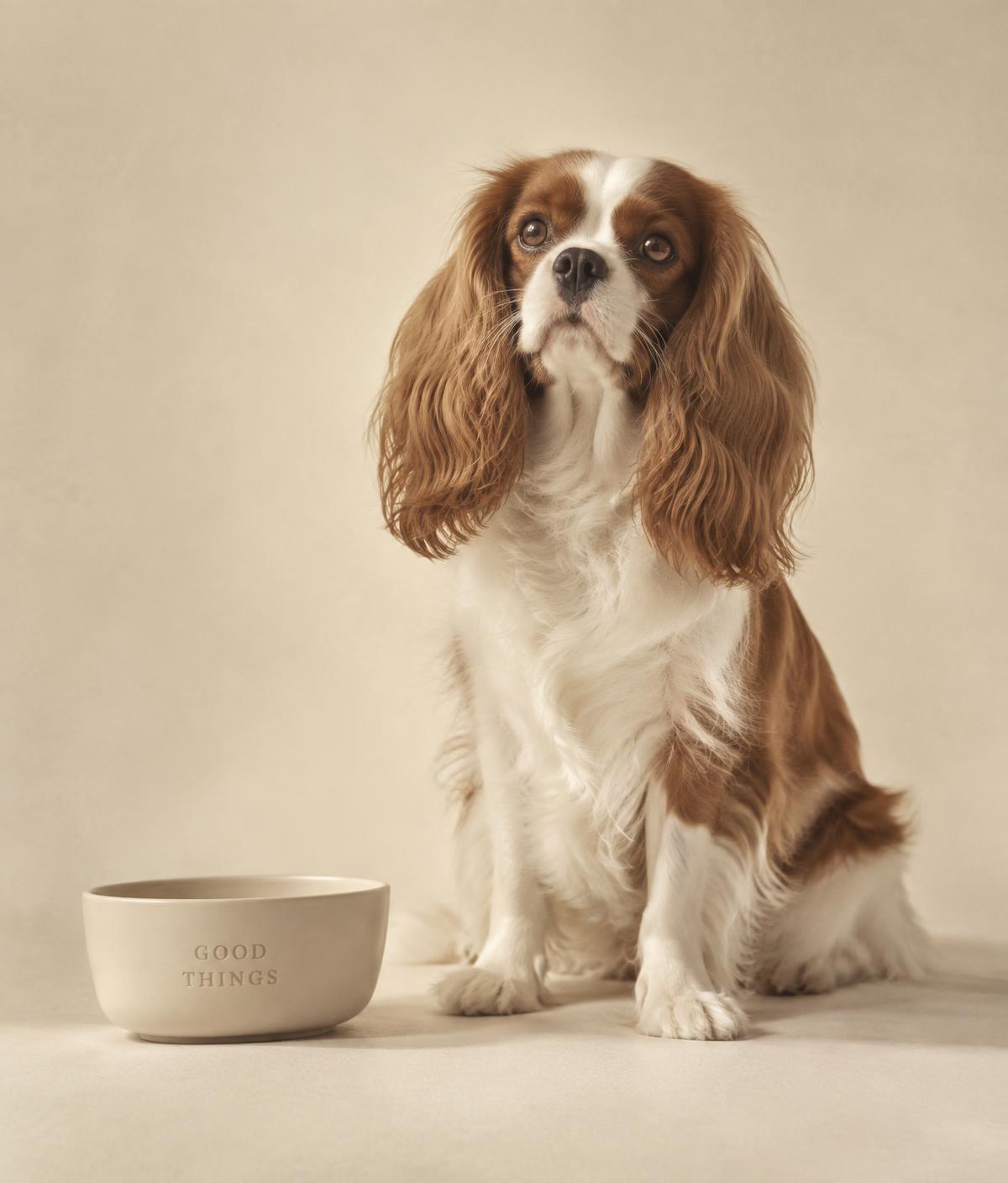 A glossy-coated spaniel sitting beside a cream ceramic bowl in studio light